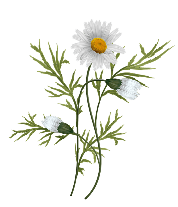 Camomile in Proctonic