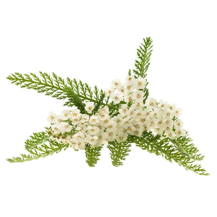 Yarrow extract in Proctonic